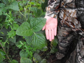 Large Lad Forage Soybeans Quality Deer Management Association Recommended